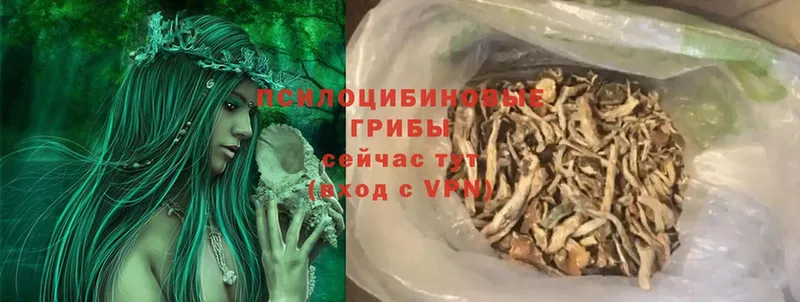 Галлюциногенные грибы Psilocybe  Дубовка 